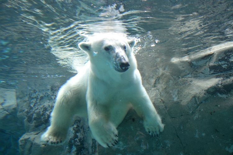 Zoológico Asahiyama