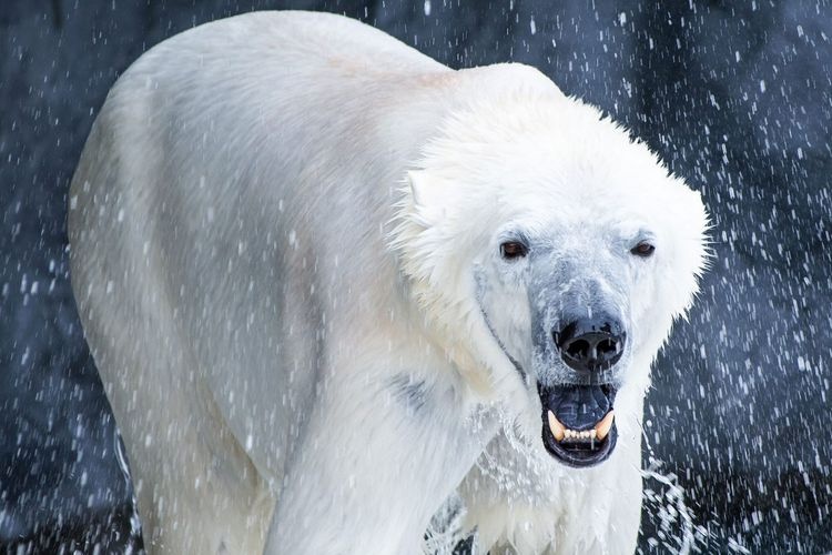 Zoológico Asahiyama 2
