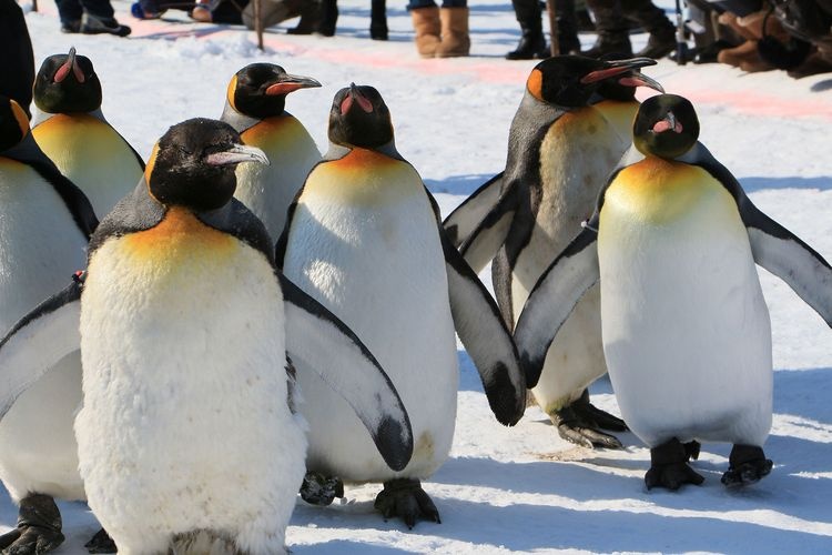 Zoológico Asahiyama 3