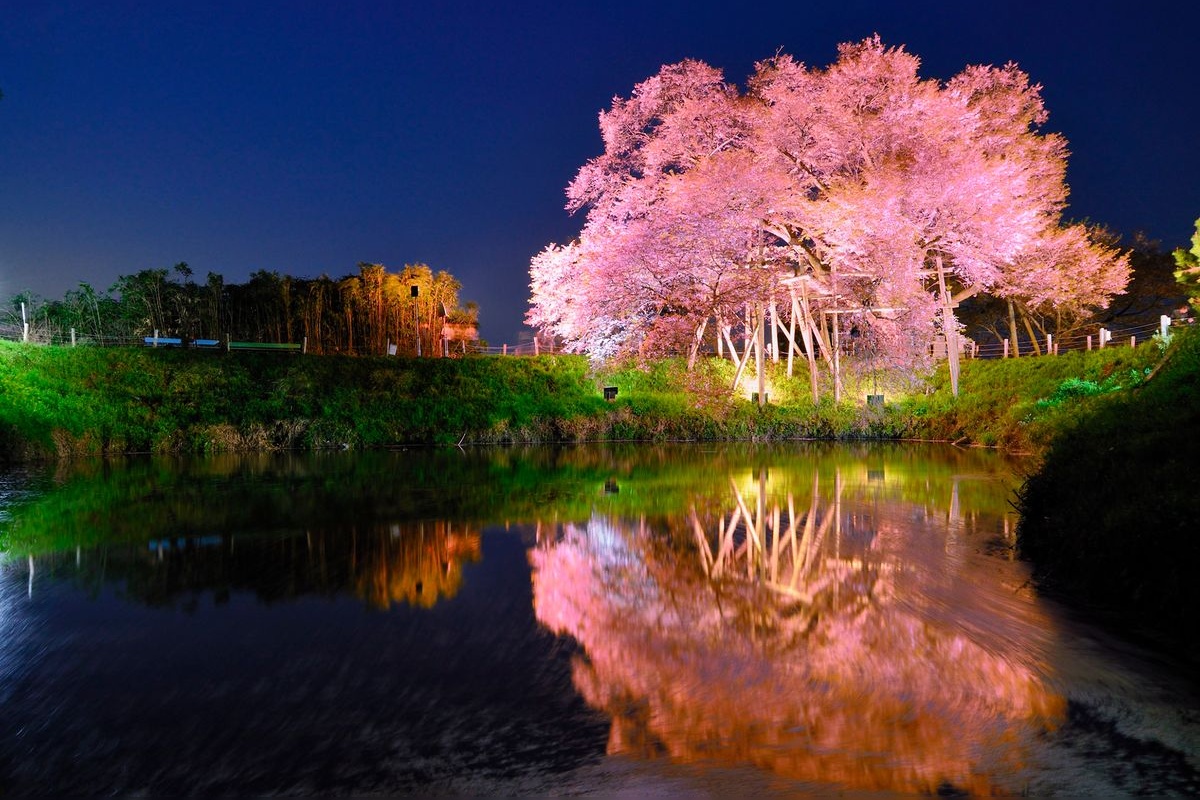 Asai no Ipponzakura