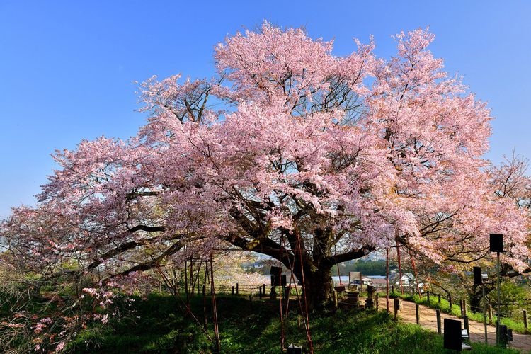 Asai no Ipponzakura