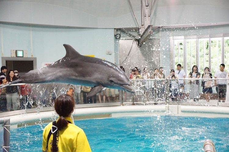 浅虫水族馆