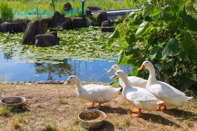 Sante Parc Tahara (Ashigaike Agricultural Park) 2