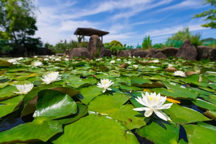 Sante Parc Tahara (Ashigaike Agricultural Park) 4