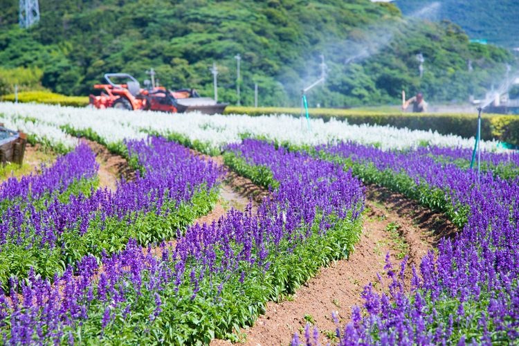 Sante Parc Tahara (Ashigaike Agricultural Park) 6