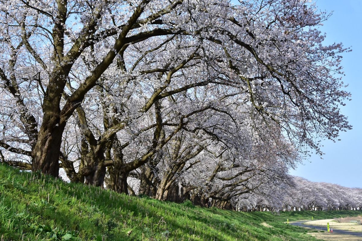 Asuwa River Cherry Blossom Trees