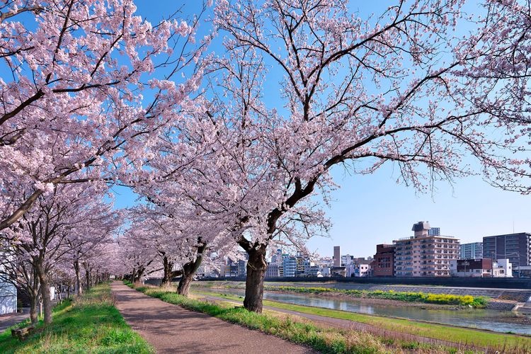 Asuwa River Cherry Blossom Trees