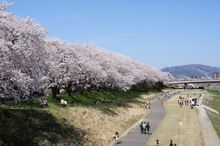 Asuwa River Cherry Blossom Trees 2