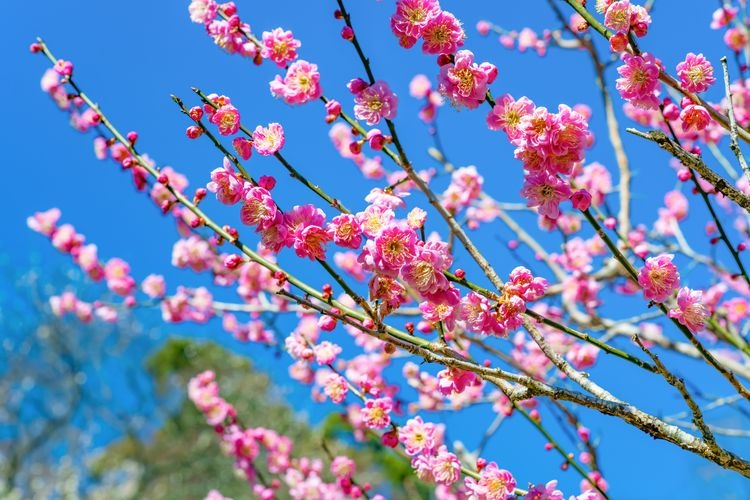 Atami Baien (Atami Plum Garden) 2
