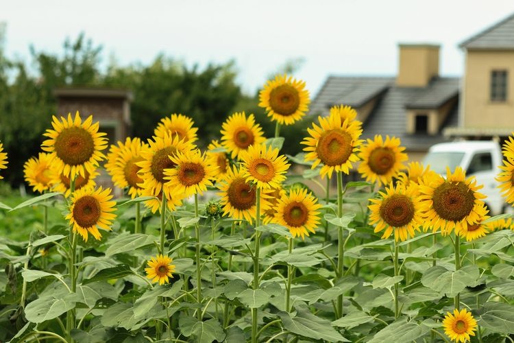 Awaji Farm Park England no Oka