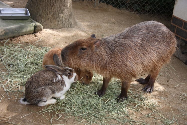Awaji Farm Park England no Oka 3
