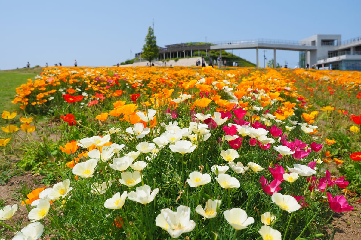 아와지 하나사지키 (Awaji Hanasajiki)