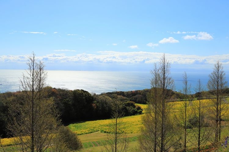 아와지 하나사지키 (Awaji Hanasajiki) 3