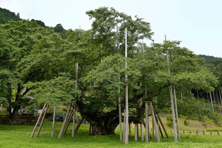 淡墨公园(根尾谷淡墨樱)