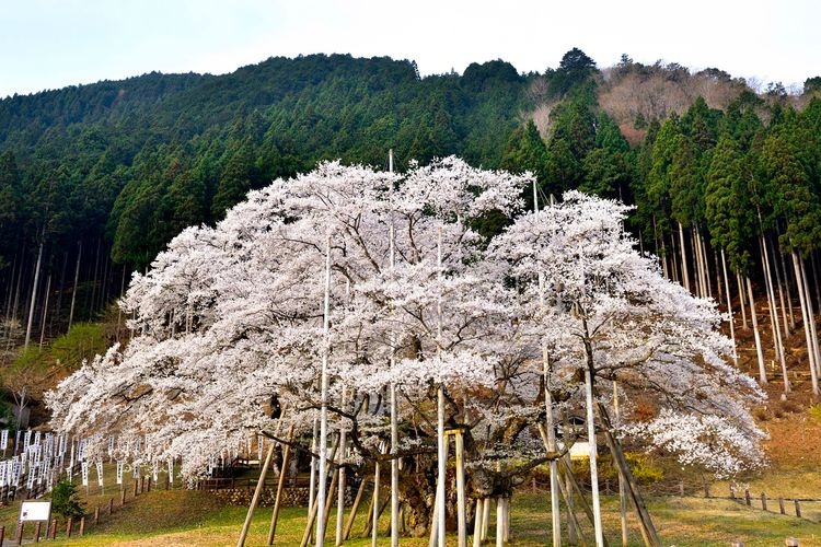 淡墨公园(根尾谷淡墨樱) 2