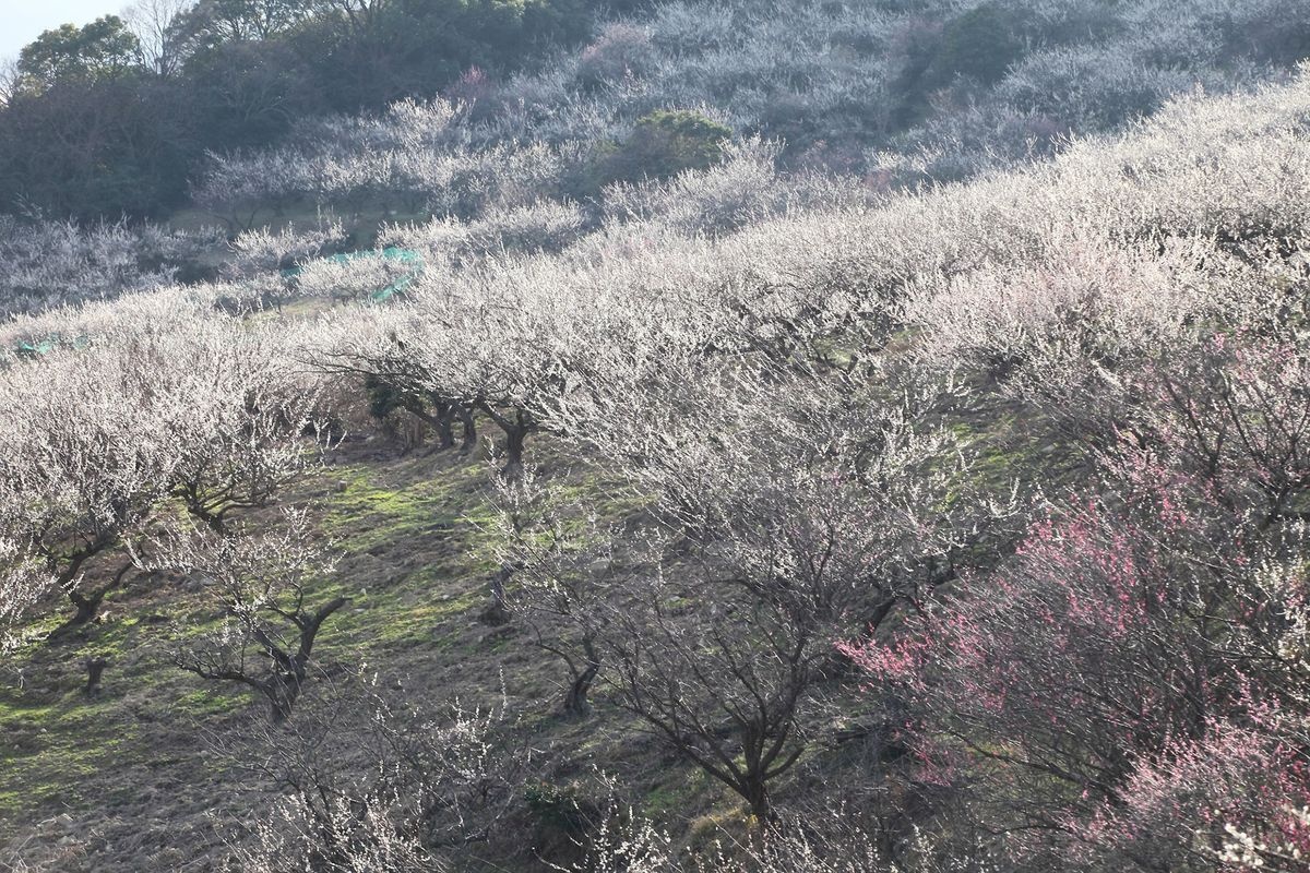 Ayabe-yama Ume-rin