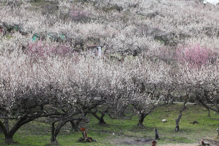 Ayabeyama Umekirin (Ayabe Plum Grove)