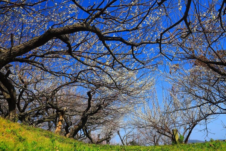 Ayabeyama Umekirin (Ayabe Plum Grove) 3