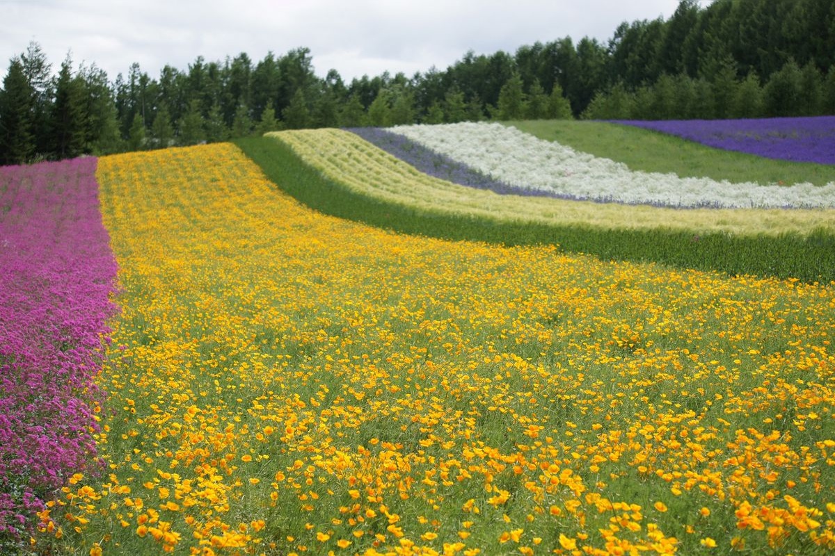 Ayaka no Oka (Sasaki Farm)