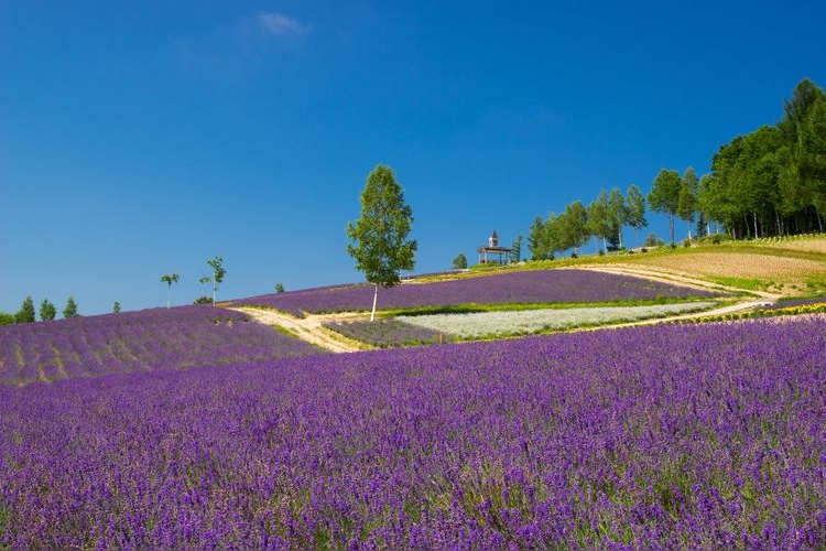 Ayaka no Oka (Sasaki Farm)