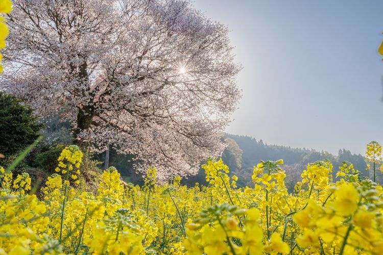 Baba no Yama Sakura 3