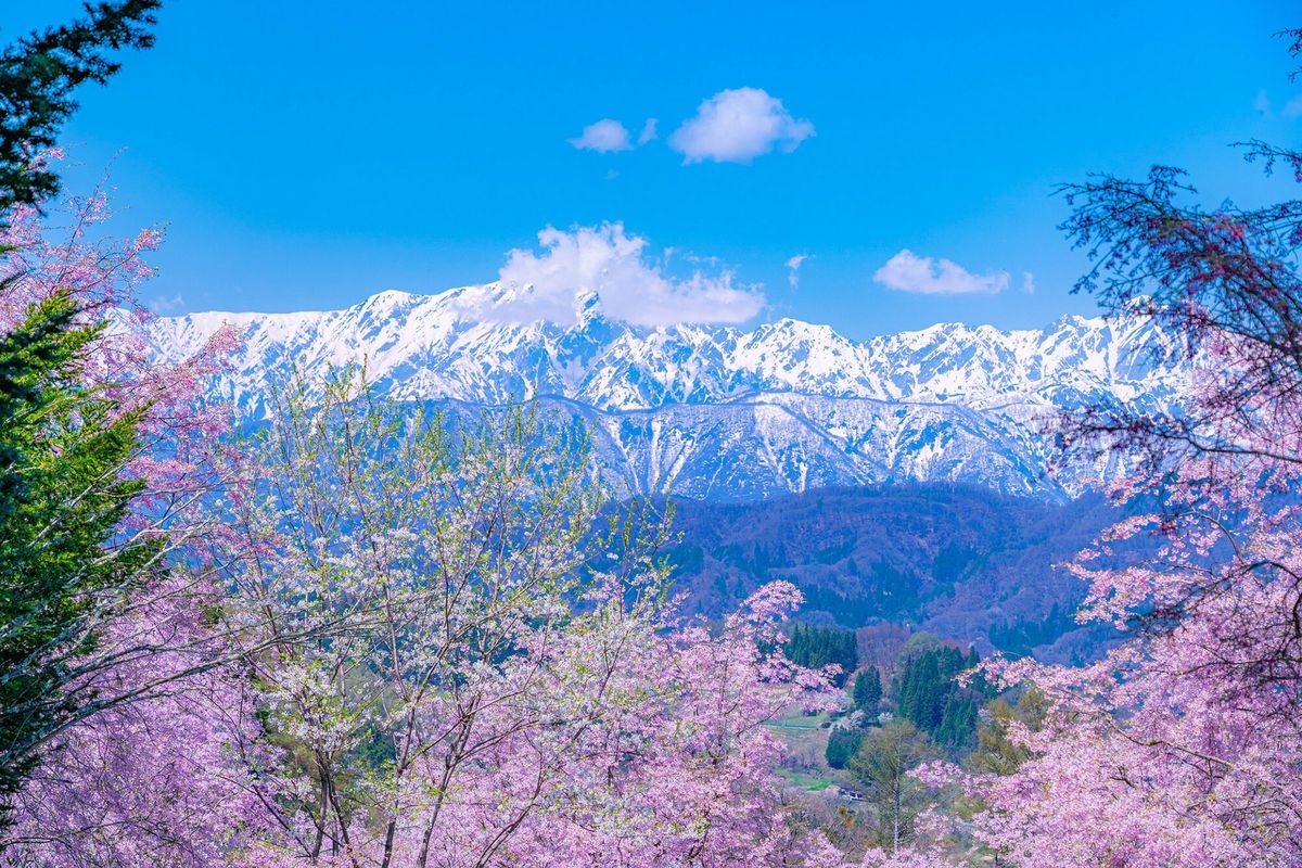 Bansho no Sakura