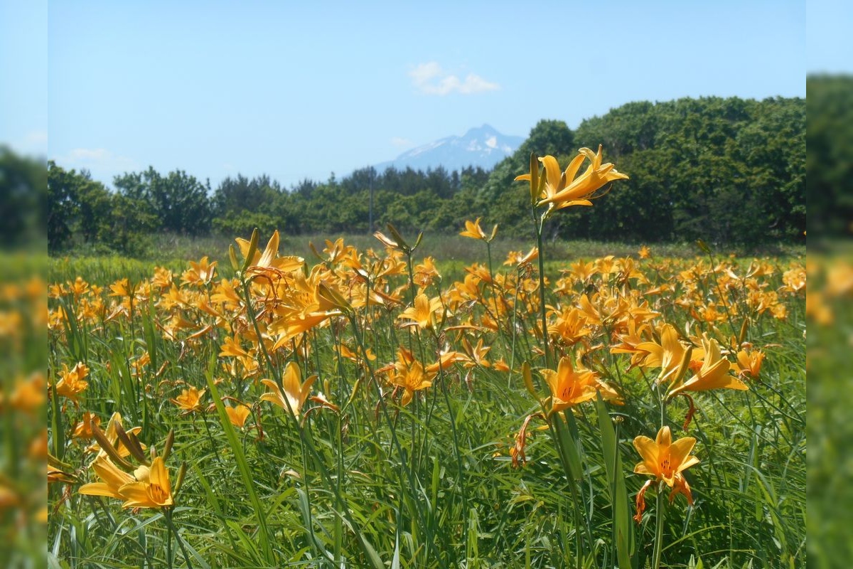 Bense Wetland