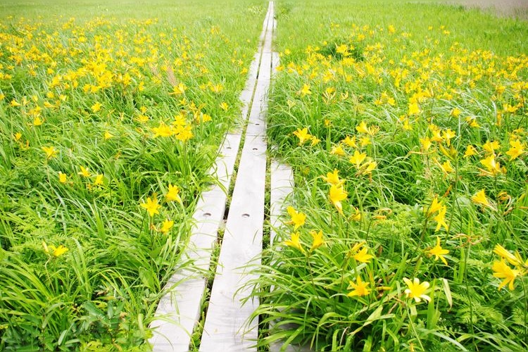Bense Wetland
