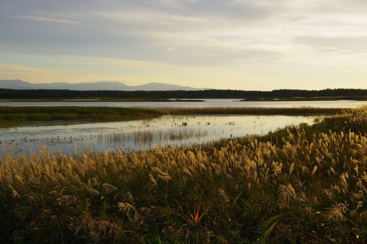 Bense Wetland 3