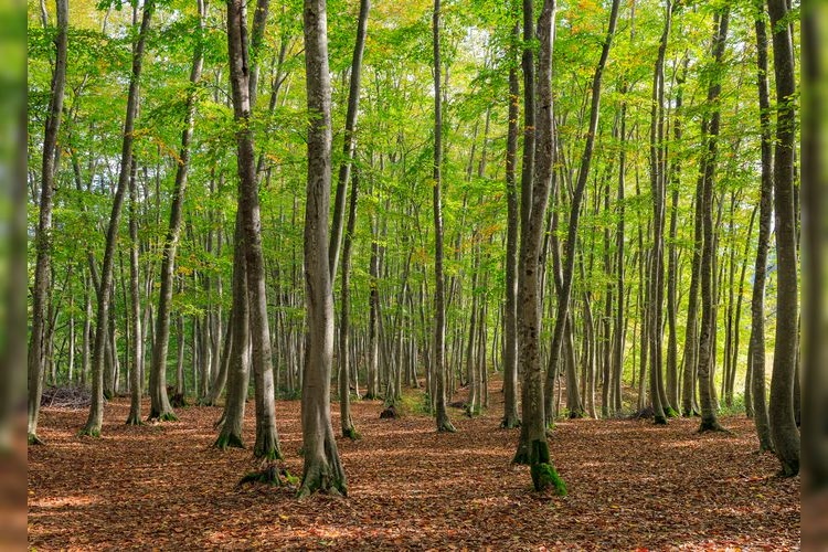 Bijinrin (Schöne Buchenwälder)