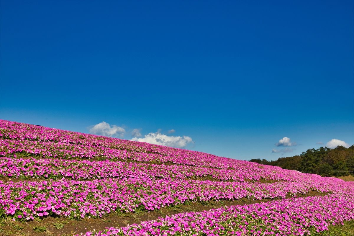 Biwako Hakodateyama