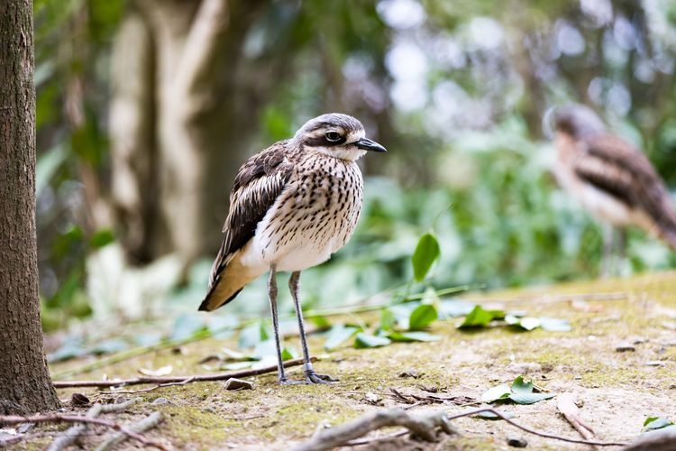 Campbelltown Bird Sanctuary