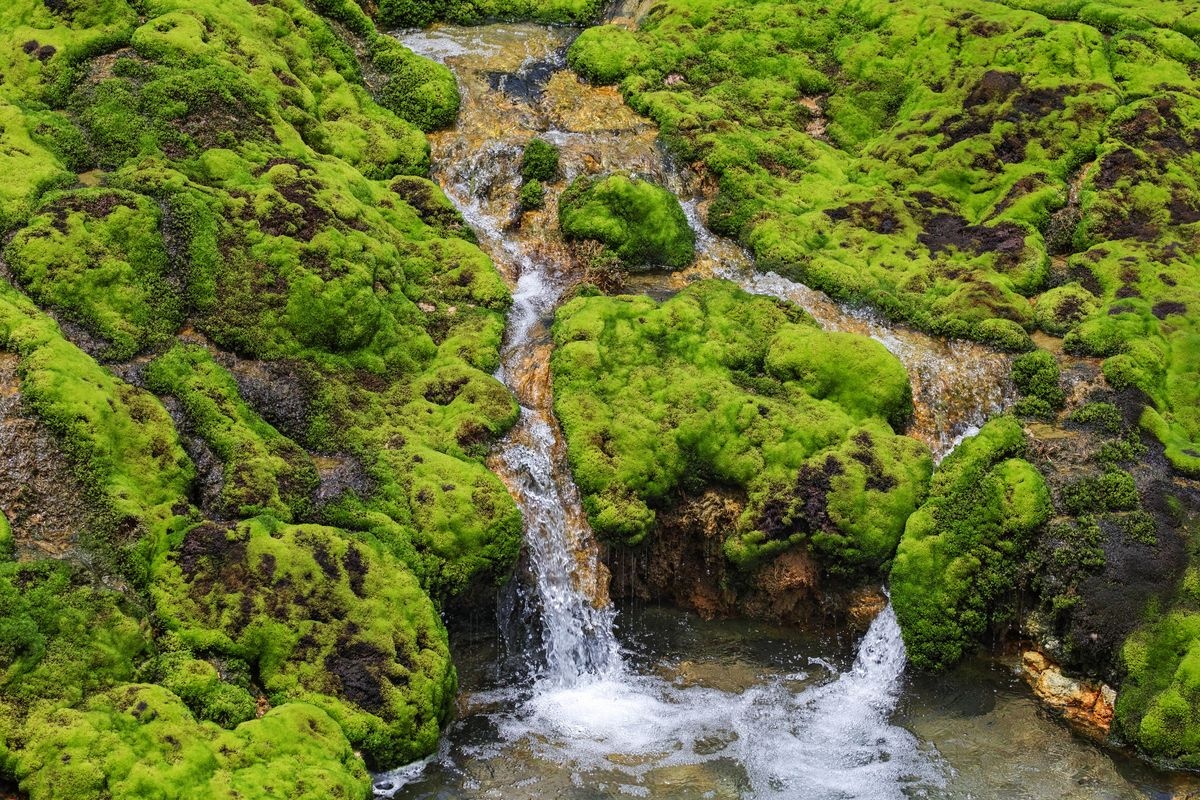 Chatsubomi Moss Park (Chatsubomi Koke Koen)