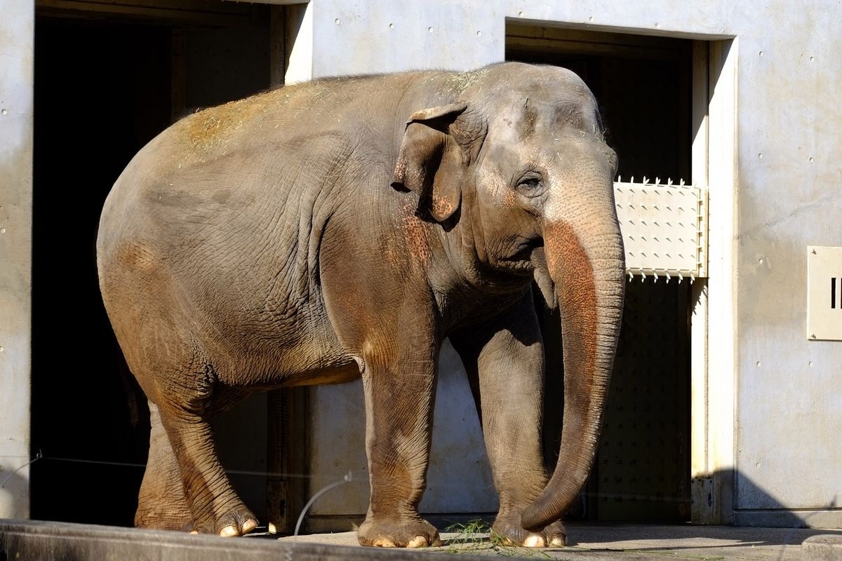 Kebushi Yaman Zoo