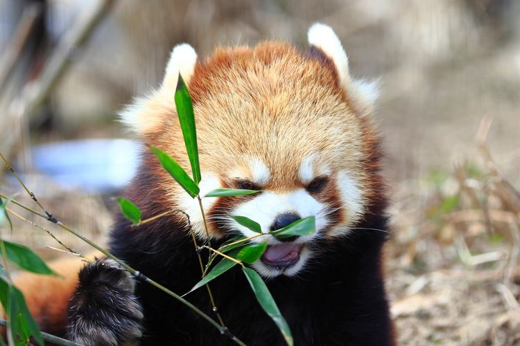 Kebushi Yaman Zoo