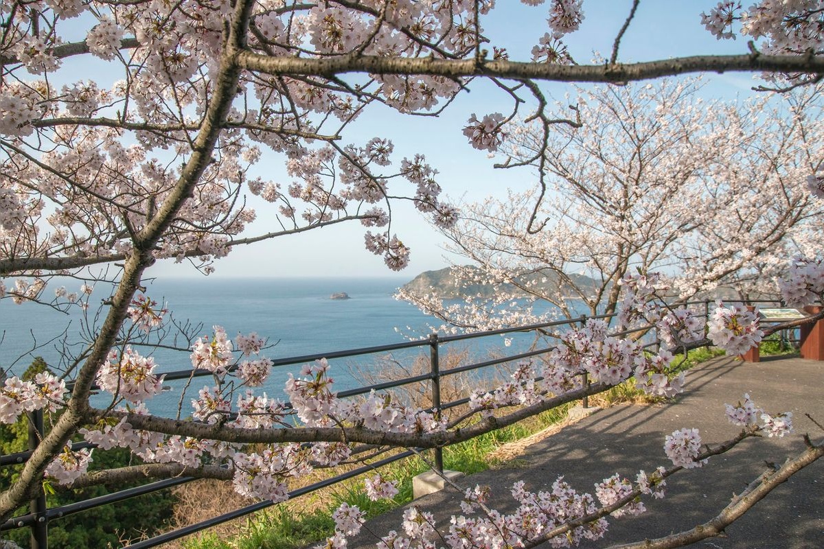 櫻花大道(Cherry Road / 海之櫻花街道)