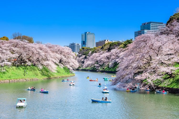 千鳥之淵綠道(千鳥之淵) 2