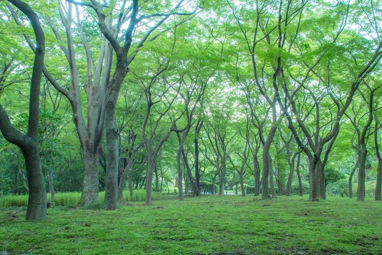 千鳥之淵綠道(千鳥之淵) 3