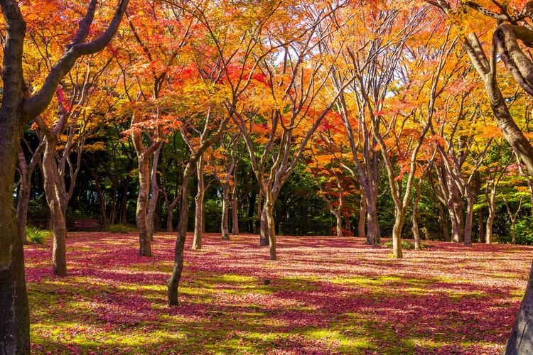 千鳥之淵綠道（千鳥之淵） 9