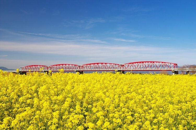 Rapeseed Flowers of Chikugogawa River