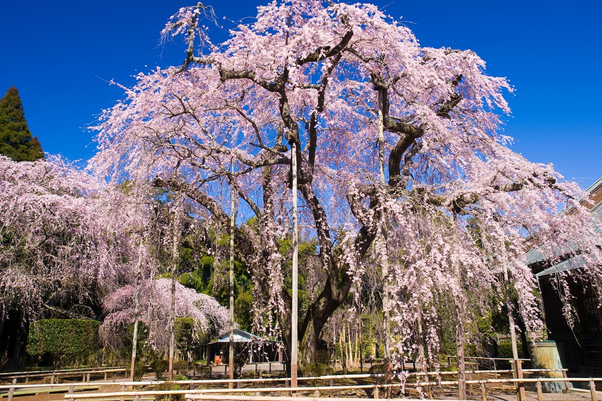長光寺