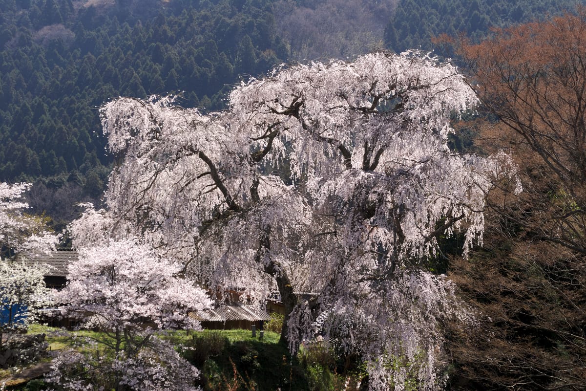 ซากุระต้นดั้งเดิมที่ Dai Shoji Temple Ruins