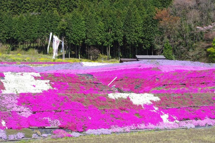 Musibana de la zona de Odori Kano, Shibazakura