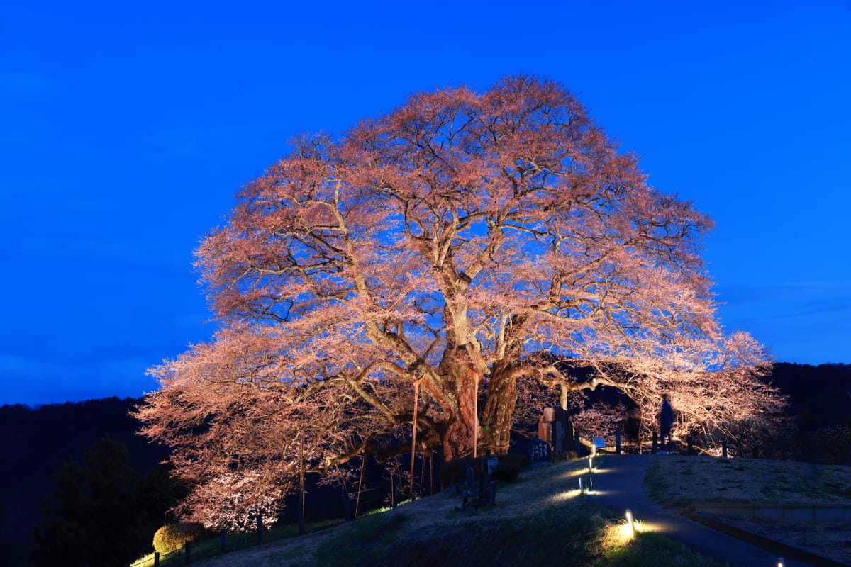 Daigo Sakura