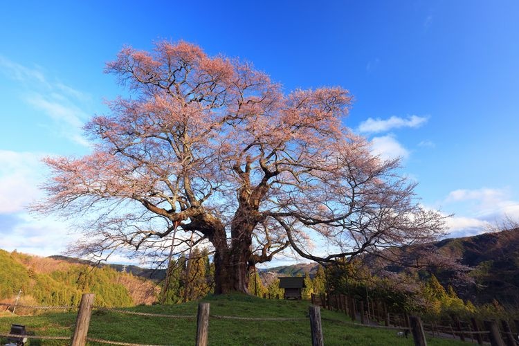 Daigo Sakura