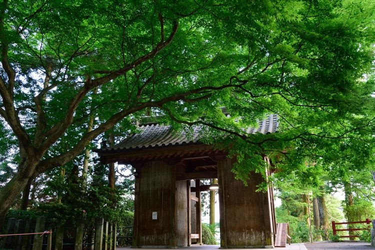 Daikozen-ji 6