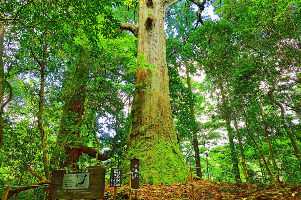 Daio Sugi (Gyosha Sugi)