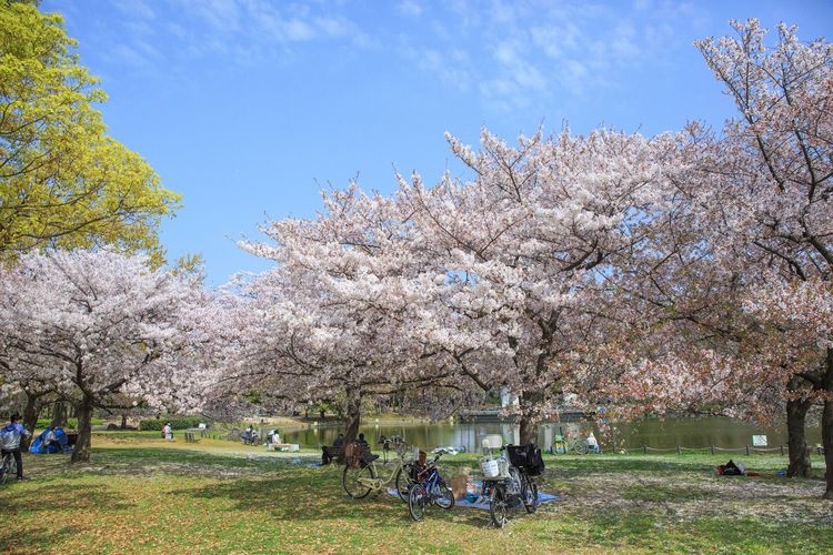 大仙公園