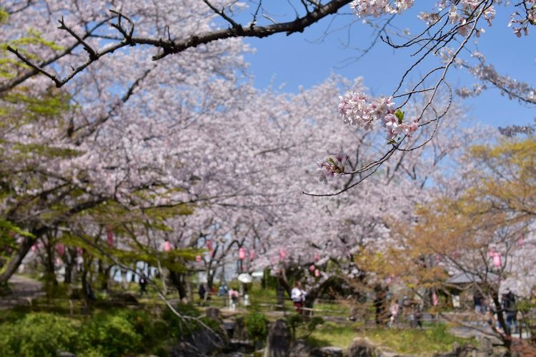 大山緑地 2
