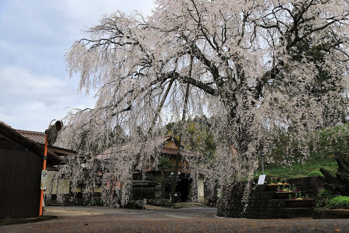 Danbe no Shidarezakura (Cerezo de Pendiente de Danbe)